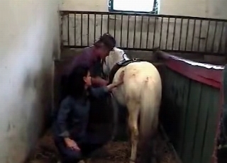 Bleached stallion in the old barn