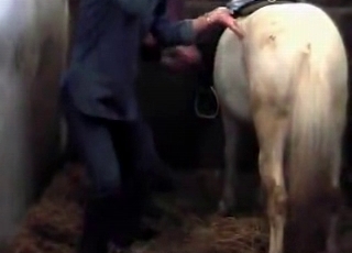 Bleached stallion in the old barn