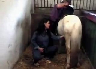 Bleached stallion in the old barn