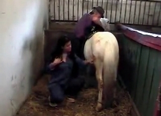 Bleached stallion in the old barn