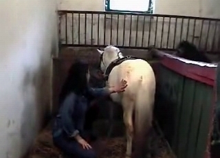 Bleached stallion in the old barn