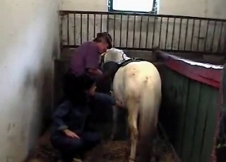 Bleached stallion in the old barn