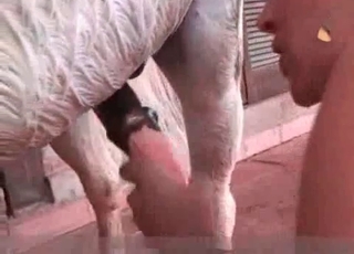Curly haired babe enjoys a stallion