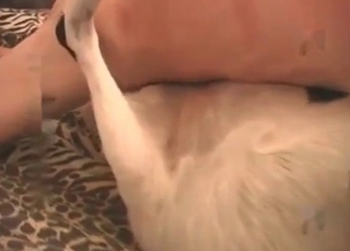 Dogs ass fucked in close up