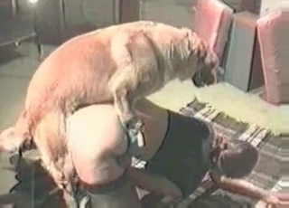 Mongrel fucking a chick