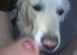 Zoo porn with dog licking cock
