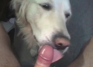 Zoo porn with dog licking cock