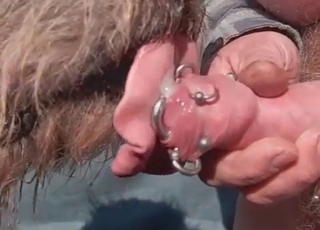 Pierced cock licked by a dog