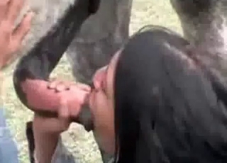 Horsy being sucked nicely