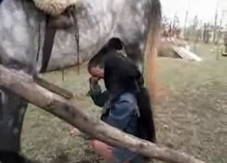 Horsy being sucked nicely