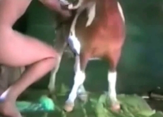 Doggy banging action in the barn