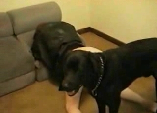Dog fucker and her nice puppy