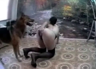 Shepherd is enjoying doggy style