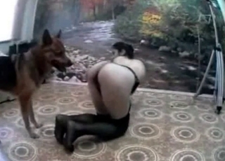 Shepherd is enjoying doggy style