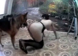 Shepherd is enjoying doggy style