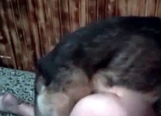 Shepherd drills a juicy pussy