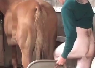 Horse gets fucked in the barn