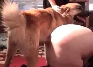 Fat zoophile bangs in the zoo porn