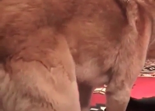 Fat zoophile bangs in the zoo porn