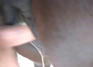Perverted anal sex with a horse