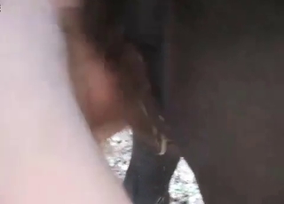 Perverted anal sex with a horse