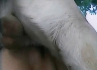 Filthy animal porn with horse