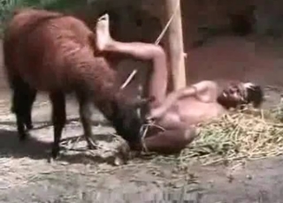 Farm animal enjoys an ebony slut