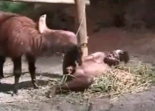 Farm animal enjoys an ebony slut