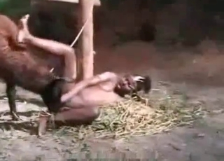 Farm animal enjoys an ebony slut