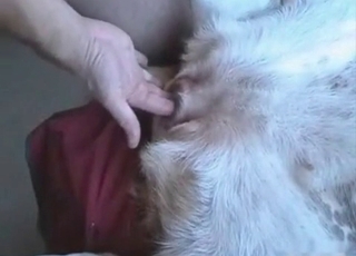 Hard cock for a sexy doggy