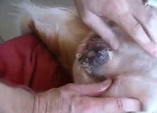 Hard cock for a sexy doggy