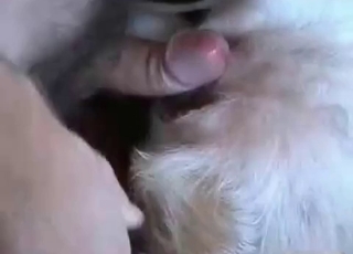 Hard cock for a sexy doggy