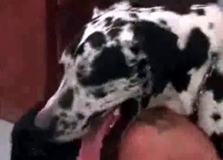 Crazy Dalmatian fucks her snatch
