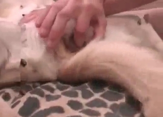 Relaxed dog in the animal porn