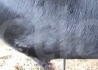 Good zoo sex at the old farm