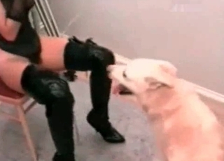 Stray featured in zoo sex scene