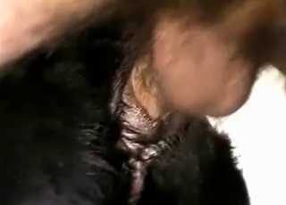 Black hound fucked with a cock