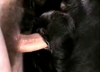 Black hound fucked with a cock