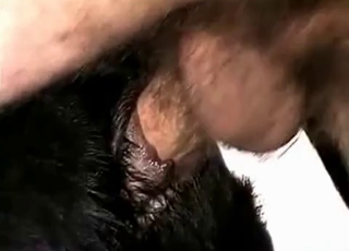 Black hound fucked with a cock