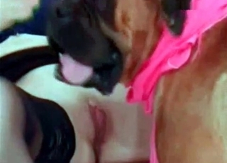 Cute doggy licking girl out