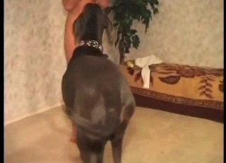 Zoo sex with a black dog