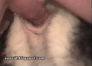 Doggy style sex with a sweet husky
