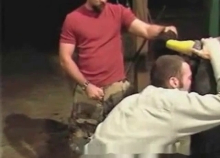 Businessman licks a horse anus