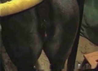 Businessman licks a horse anus