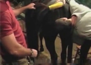 Businessman licks a horse anus