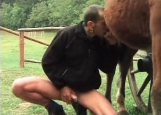 Old zoophile enjoys horse cum