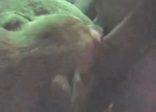 Animal gets fucked hard from behind