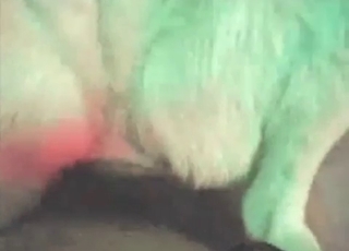 Animal gets fucked hard from behind