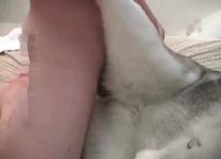 Hound drilled with a dick