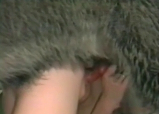 Animal porn with two lads